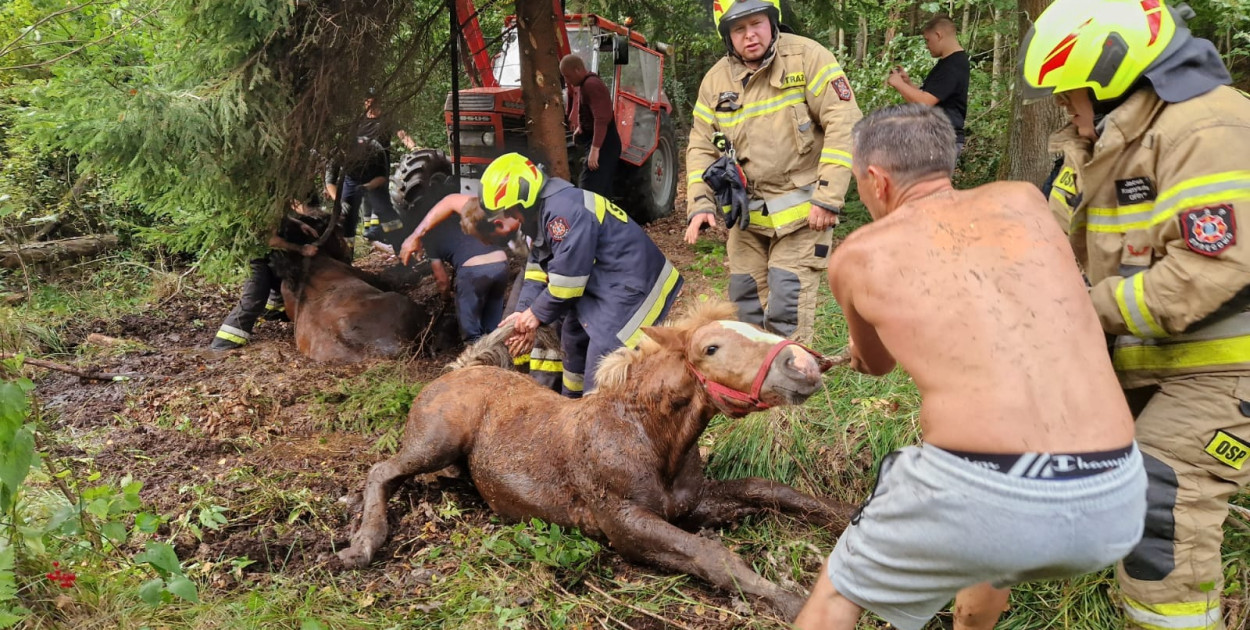 Nietypowa akcja strażaków. Konie tonęły w... bagnie