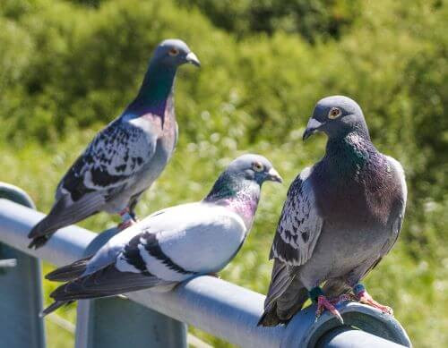 zabezpieczenia przed ptakami