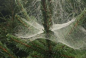 Kupujesz żywą choinkę na święta? Ten szczegół łatwo przeoczyć-12819