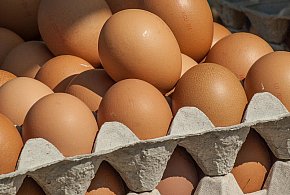 Salmonella wykryta w jajach! GIS wydał pilne ostrzeżenie-12861