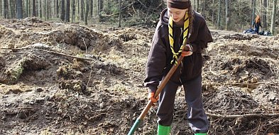 Cykl "W harcerskiej chuście":  Harcerze posadzili las