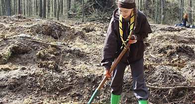 Cykl "W harcerskiej chuście":  Harcerze posadzili las