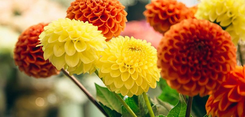 Jakie dalie wybrać do ogrodu? 3 sprawdzone propozycje z Dalia Story