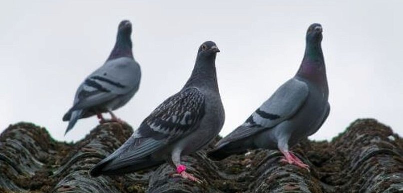 Wpływ ptasich odchodów na karoserię samochodu - zabezpieczenia przed ptakami to kl