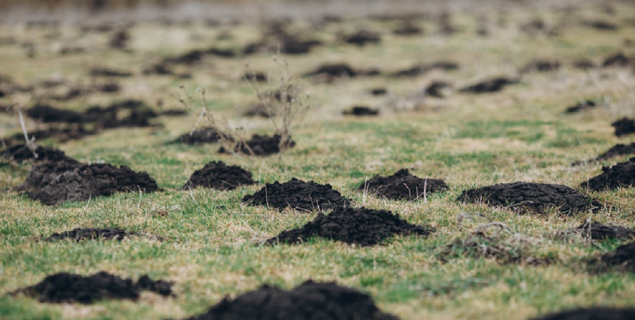  Jak skutecznie pozbyć się kreta z ogrodu?